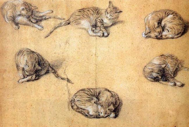 GAINSBOROUGH, Thomas Six studies of a cat